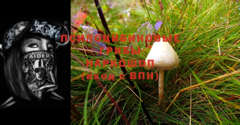 Псилоцибиновые грибы Cubensis  наркошоп  Можга 